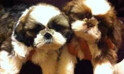 2 gorgeous male Shih Tzu Puppies, 10 weeks old and ready to leave the nest. From showdog lines. These are non-shedding dogs. The mom is an imperial sized Shih Tzu, 9 lb and the dad is the star of the show ring at 12lb. The Gold and White colored puppy