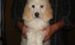 Amazing Standard Poodle puppies ready to go !!!!!.  Over half of our pups from our two litters are now living abroad or locally but we still have a variety of stunning pups waiting to find their loving forever homes.  Non-shedding, highly intelligent,