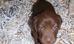 CKC Registered Yellow and Chocolate Lab puppies available for sale to approved homes. Only FEMALES AVAILABLE!! PUPPIES WILL BE READY FOR THEIR NEW HOMES JUST BEFORE CHRISTMAS!!!I have only 1 CHOCOLATE FEMALE AND 3 YELLOW FEMALES AVAILABLE. Pups were born