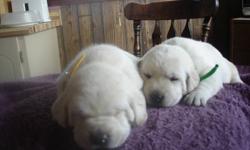 CKC REGISTERED YELLOW LABRADOR PUPPIES MALES & FEMALES AVAILABLE
Well socialized, friendly and smart come with vet papers, 1st shots, 3X de-wormed, dewclaws removed,
2 year genetic guarantee, references available on website
Breeder for over 10