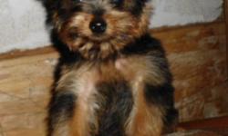 CKC Registered Yorkie puppy boy ready to go this weekend.  He is a happy, playful young lad looking for a perfect place to call home.  Massey is great with children and his best buddy is a kitten.  He is currently being housetrained.  He has been vet