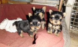 One male, should mature 3 pounds.  One female, should mature under 4 pounds.  These Yorkies are home raised by long established breeder since 1983.  Mom and Dad are here for your viewing.  All are very quiet, gentle dogs.  These two puppies are NOT