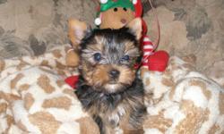 Nothing says "I LOVE YOU" more than a beautiful baby doll faced Yorkshire terrier puppy! Their sweet personality and temperament makes them a very loving family pet. They are wonderful companions for people of all ages. Our puppies are raised in a family