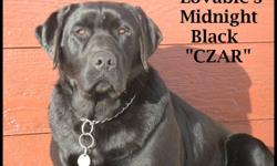 LOVABLE LABS  HAS CKC REGISTERED PUREBRED LABRADOR RETRIEVER PUPPIES  DUE FEBRUARY 28TH.... TAKING DEPOSITS NOW....PUPPIES WILL BE SILVERS AND BLACKS...COME FROM HUNTING AND SHOW LINES.
CZAR IS SIRE AND STARDUST IS DAM....MORE PICTURES ON WEBSITE: