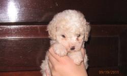 We have 2 poodle X cocker spaniel female puppies (white and black).  They are $300 the vet check, vaccinations and de-worming are included.  The mother is a cream miniature poodle (13 inches to the shoulder and the father is a cocker spaniel 15 inches to