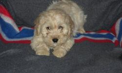 Cockapoo puppies for sale. Ready to go! Very charming and alert little bundles! Cocker Spaniel x Poodle. Have had their vet check, first shots, dewormed and tails docked.Will go home with a free Loyall puppy pack, including a free bag of puppy food, and a