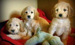 6 Beautiful Male Cockapoo Pups available for adoption.
 
Friday Update:  1 Male Pup remaining (Mr. Purple String)
 
First Generation resulting in a nice wavy, low to no shedding, allergy friendly coat.
 
Maturing weight 20 - 25 lbs.
 
Excellent