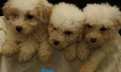 ** We have Cockapoo puppies that are ready to find new homes today! They are 8 weeks old and ready to be individually loved and cared for.
 
These puppies are very cute and well behaved. They have been around children and play very gently. They are very