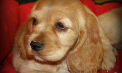 5 Gorgeous Male American Cocker Spaniel Pups Available.
Priced to Sell
 
Saturday Update: 2 Males Available.
 
Excellent temperaments - perfect family pets.
 
Our Puppies are Vet Checked, Vaccinated and Dewormed and come with Puppy Food and Health