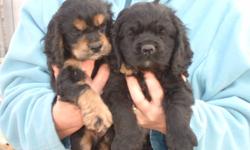 we have a litter of 8 cocker spaniels born nov 9 ,they will be 8 weeks jan4,they have had their first parvo shot and have been dewormed ,just give usa call ,cell 403-627-9162 home 403-627-3692
there are 3 boys and one girl left ,she is the one on the left
