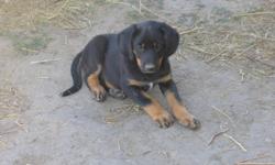 Very friendly male puppy.  Takes after the coonhound.