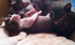 5 Beautiful Cornish Rex Kittens ready to be homed! 1 male 4 females. very loving, playful, energetic babies that have a super soft curly cost that does not shed and has trouble holding dander which in most cases makes them tolerable to people with