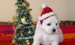 Coton De Tulear Puppies
6 Puppies, 4 Girl, 1 Boy Sold - Only 1 Girls Left
                   
$1150 (Now for a limited time $750)
Coton de Tulears are very friendly and have great personalities, each one so unique in their own way. The puppies have been