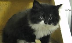 We have Kittens to give away to good homes. They are extremely cute, friendly and cuddly! They love people and especially kids! They are litter box trained and ready to move into new forever homes. There are grey & white, black & white and taby... Free to
