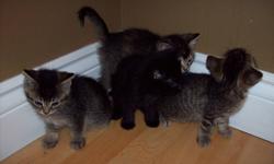 4 cute and cuddly kittens ready to leave mom.Litter box trained