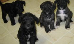 We have a litter of the cutest schnoodle pups...we have 5 boys left. These are high-bred pups because both parents are pure bred. Mom is a Miniature Schnauzer and Dad is a Miniature Tuxedo Poodle..our puppies are home raised (not kenneled ) and are very