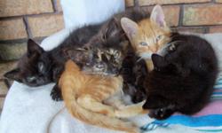 Beautiful healthy kittens available to good homes. They were rescued as tiny babies and now they are sweet lovable playful kittens. Come and choose one or two of these kittens while they are still available. They are fully litter trained and have been