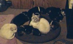 These CUTE! CUTE ! CUTE! puppies are Black Lab cross
7 need a home desperately!! FREE with donation to wonderful sweeties at GiftsofGraceandHope
SUPER Great with cats and Kids
Give me a shout for pick up
GREAT surprise for CHRISTMAS!
who doesn`t want a