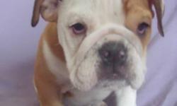 I have a gorgeous English Bulldog Puppy for sale.
Female is red and White.
Great personalty, puppy pad trained, stunning looks.
They come vaccinated, dewormed, Microchipped, tattoo'd and Health Guarantee.
If Interested please email.
French Bulldogs also