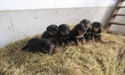 Born : Aug. 27,  2011
Mom : Mix , Bernice Mountain dog & German Sheppard                   
 
Dad :  Pure bred  Rottweiler
  INTERESTED : Give us a call 519 235 4343 / 519 282 1104
   
These puppies are really cute and are 4 weeks old and are ready to go