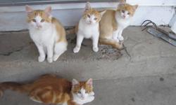 4 friendly and adorable kittens are ready to go to their new homes
Super affectionate and cuddly
3 long-haired and 1 short-haired