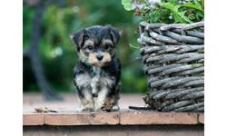 Cute little morkie puppies! 1 boy and 1 girl available to choose from!
Very happy little bundles of joy! Love to play, follow us everywhere and very much fun to have around.These guys will make you laugh every day.Very smart, easy to train and non
