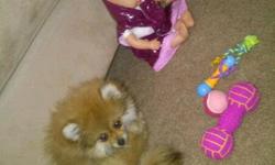 Hey there, I am selling my beautiful pomeranian her name is Abby! She's about 3/4 pounds (her mom & dad weigh 4 pounds) so she's pretty much fully grown, light brown fur, with a little bit of black on her tail. She is just a cute little character, she