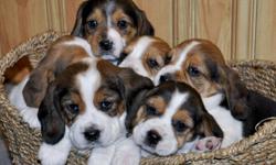 CUTE & PLAYFUL BEAGLE PUPPIES!
They will be vet checked, have their first shots and be dewormed when they are ready to go. Ready to go on January 21st, 2012. Asking $450 each.. A $100 down payment will hold the puppy of your choice. Will consider