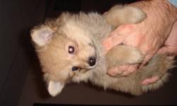 both parents are pomeranians
3 females left
275.00 each
call 613 389-1355, Pierre or Zeny
