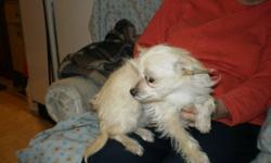 numerous breeds and ages of puppies---email for more info and pics ---these puppies are in a foster home and need to be sold fast call 403-866-3756