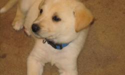 i have had gotten this puppy and i talked my boyfriend into letting me keep it,  but, we live in town and he is a golden lab but we dont have a fenced yeard and we live right on river street so i would hate for him to get hit, he has not had any shots