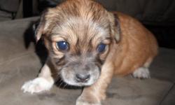 Absulutely adorable little pups. Came from a line of AKA registered purebred chihuahua's.  Have papers for grandparents.  Parents are from Texas and are on site. They are between 5-6 lbs and the previous litter, the pups were between 3.5 and 6 lbs full