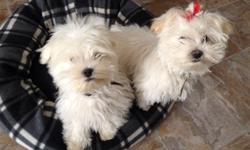 Adorable 2 male white small lap dogs, great family pet and wonderful with kids!
Registered
Microchiped
Vet checked
1st and 2nd shots
This ad was posted with the Kijiji Classifieds app.