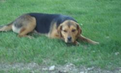 I have a year old rottie/beagle X that I need to part with.
 
She is a very, timid quiet dog and is great with my 2-year old boy.  She is not fixed, nor has she had any of her shots.
 
I have her on a waiting list to go to the SPCA, but would rather see