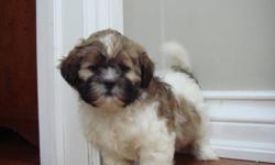 SHIH POO PUPPIES"MAGGIE" - ALL PHOTOS ARE OF HER
 
They are mostly brown with some white. They will stay small, and will mature to be around 11 lbs.
Shih Poos are a mix between a Shih-Tzu and a Toy Poodle. They are hypoallergenic.
Our puppies are $450