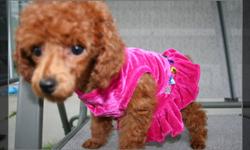 DARK RED POODLE FEMALE PUPPY
She is very pure. All of her parents, grandparents and brother and sisiter are deep red poodle. She has fluffy teddy bear faces. She got one set of shots and I have her de-worming. Estimated adult size would be less than 5