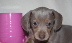 THESE WILL BE SPRING PUPPIES.  BEST TIME OF THE YEAR TO GET A PUPPY  These   adorable Mini Dachshunds  They are a vet checked and wormed, 1st shots done before they leave our home . They are all about huge ears and amazing colors and personality plus. We