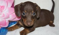 SPRING PUPPIES.  BEST TIME OF THE YEAR TO GET A PUPPY  These   adorable Mini Dachshunds   WE HAVE SMOOTH LONG AND WIRE AT THE MOMENT They are a vet checked and wormed, 1st shots done before they leave our home . They are all about huge ears and amazing