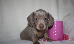 These   adorable Mini Dachshunds  They are a vet checked and de-wormed 1st shots done before they leave our home . They are all about huge ears and amazing colors and personality plus. We have been breeding these wonderful dogs for over 32 years. We