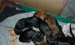 Parents are CKC and AKC Registered and onsite. You will find other Dachshund pups on this site but how many of them have purebred Registered parents on site?. Going Nov.19th for their first shots Vet Health exam, deworming. They will be paper trained and