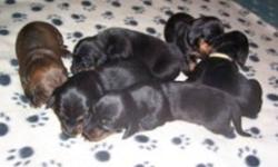 Born on New Years Day 3 black and tan males, $500.00 each.  Registration papers will be available on the day of purchase. Father is a chocolate and tan and the mother is a brindle. 1st vaccinations, wormed and
michrochipped and both parents are on site.