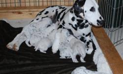 Top Quality dalmatian pups available from CKC registered breeder.  Pups are sold on pet contracts and come with dewclaws removed, dewormed, full vet check, initial vaccinations, microchipped, written health guarantee, 6 weeks free pet insurance and