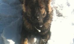 8 month old, purebred dark sable (stock coated) German Shepherd. Full AKC registration, from reputable breeder. Raised with child, very friendly, but protective of family, home and vehicle. Crate/house trained. LOVES to play ball and retrieve.
He needs