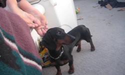 I have a Daschund that will be expecting around January 3rd 2012, both parents are pure bread daschunds the father is a mini daschund, both parents have very good temperments and r very good with children and other small and large breed dogs. i am asking