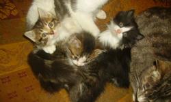 3 kittens free to good homes. Friendly, used to dogs and kids.
403-782-3558
