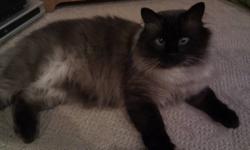 I'm moving and I am unable to take my cat with me.  I adopted him from a rescue group so I am unsure of his exact age.  I think he is about 5yrs old.  Because he is declawed he is strictly an indoor cat. 
I have had him shaved a few times and he is very