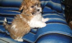 I have a number of lovely Yorkiepoo puppies looking for their forever homes.  All of them are males and are playful, intelligent and hypoallergenic.  Each of them relates well to children and will make loving companions for families or individuals.
 
Each