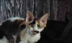 Devon Rex kittens, born Nov. 19th. Small curly coated pixies with a dog like personality. Minimal shedding. They are like having a cat, dog & monkey rolled up in one. They love being in the centre of whatever is going on. They make a great family