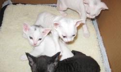Devon Rex cats are non shedding, which make them a great choice for people who have allergies. These kittens will not be big, as mom is only 4.5 pounds and the father is around 5 to 6 pounds.
 The kittens will have their first set of shots, will be litter