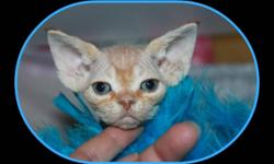 We have a couple of Devon Rex Kittens available!
They will be reg. with Canadian Cat Association, vaccinated,spayed or neutered and pre spoiled to make your next perfect purring pet!
We to the breed to the standard of this lovely breed that is know for